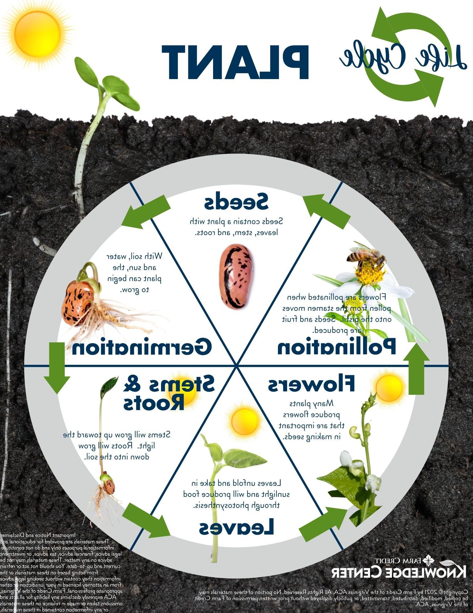  infographic of the life cycle of a plant or plant life cycle